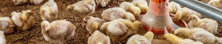 csm_Haehnchenmast-Broiler-production-Viva-330-Big-Dutchman_d55628251a