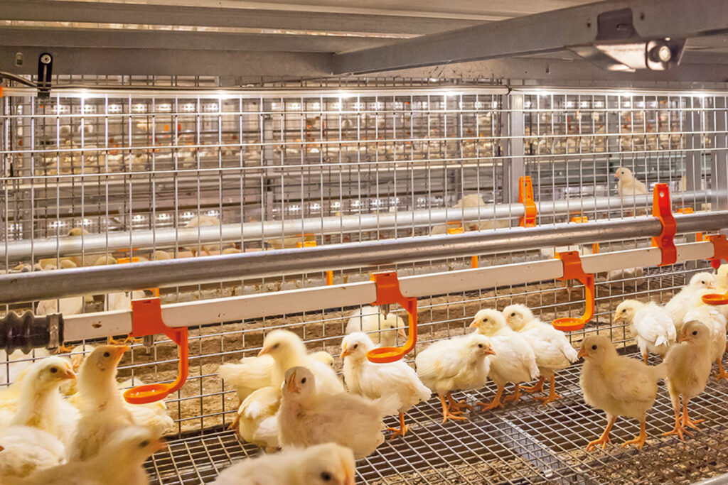 Stallbeleuchtung-Poultry-house-lighting-FlexLED-Big-Dutchman