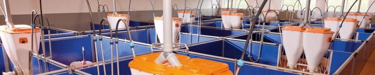 csm_Schweinehaltung-pig-production-Automatic-feeders-Big-Dutchman_f9183cea37