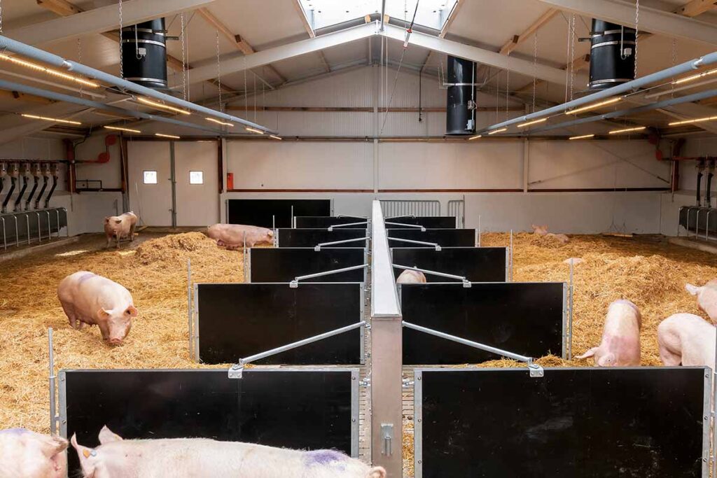 Schweinehaltung-Pig-production-FlexLED-HO-Big-Dutchman