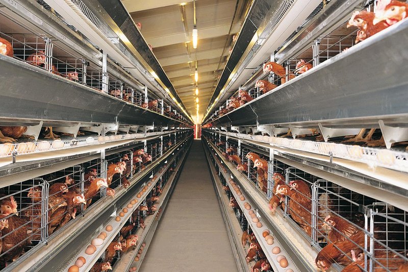 csm_Egg-production-CP-Pinggu-Univent_2_c03f71b8e7