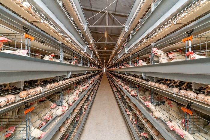 csm_Kaefighaltung-Poultry-cages-UniVent-2-Big-Dutchman_dfee948c3a