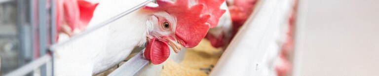 csm_Kaefighaltung-poultry-cages-UNIVENT-Big-Dutchman_88c4b9710a