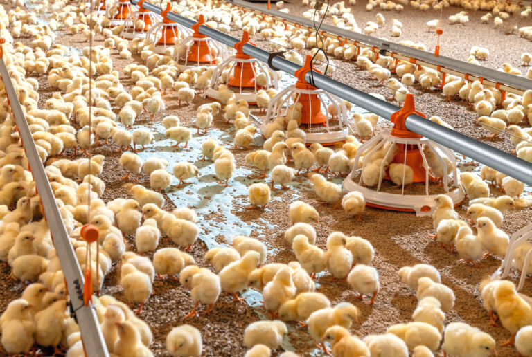 FLUXX 330_Overflooding-05 (1)