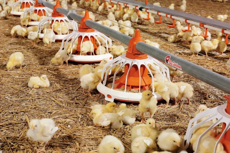 csm_Haehnchenmast-broiler-production-Futterschale-FLUXX-360-1-Big-Dutchman_0b716a91bc