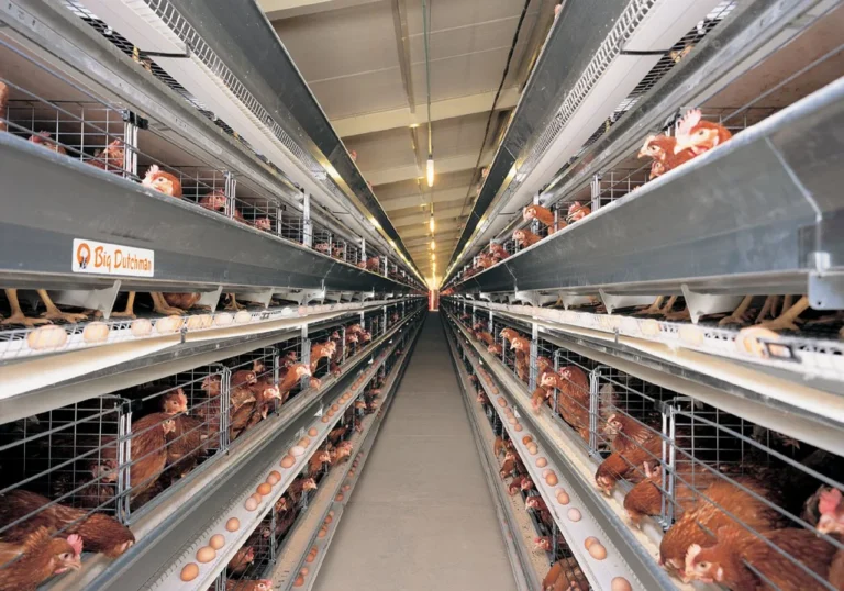 csm_Kaefighaltung-poultry-cages-UNIVENT-2-Big-Dutchman_c4c6e8ab92