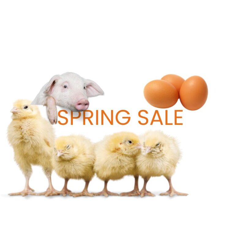 Untitled-design-2024-09-25T162748