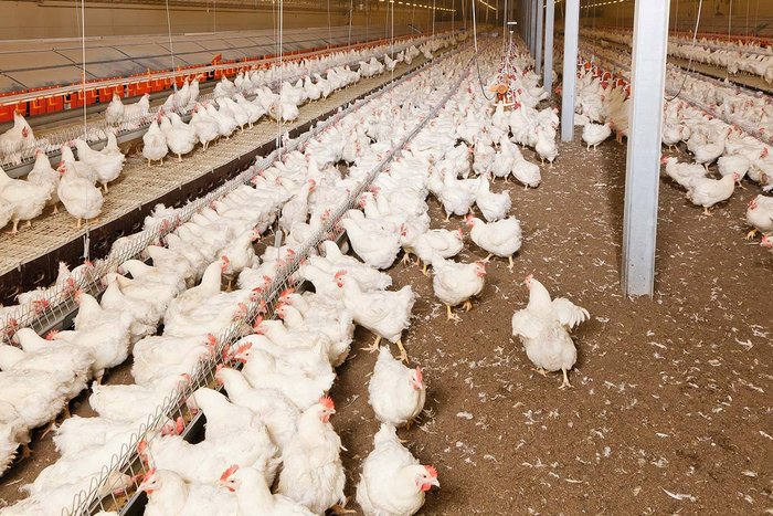 csm_Broiler-Elterntierhaltung-Broiler-breeder-management-Futterkette-1-Big-Dutchman_0340281e64