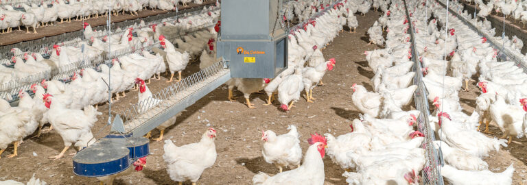 0-MaleChain-1553x545