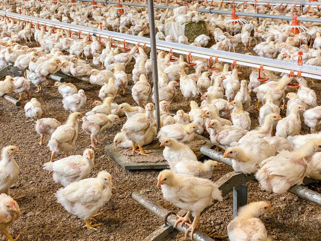 Broilermast-Bio-SWING 20