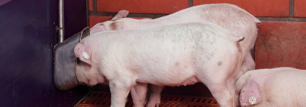 Drinking-Bowls_1553x545