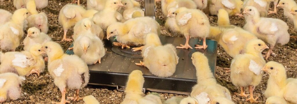 EasyCheck-01-1553x545