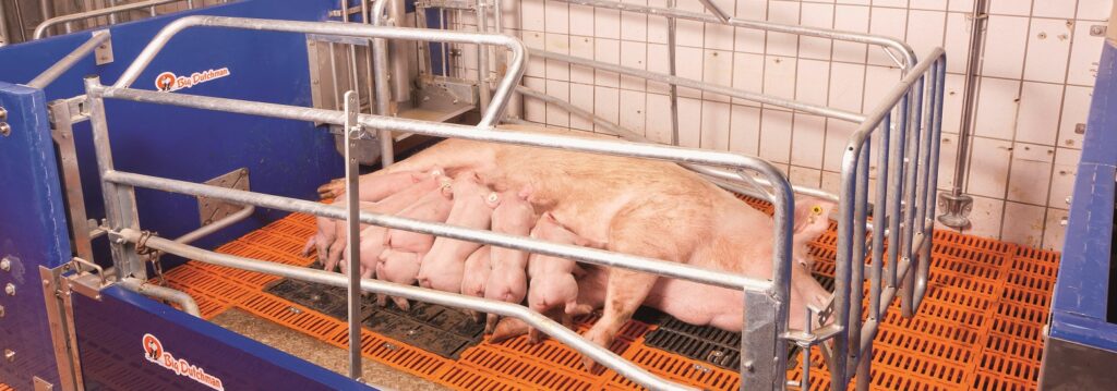 FLB_Frei-Lauf-Bucht-1553x545