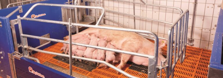 FLB_Frei-Lauf-Bucht-1553x545