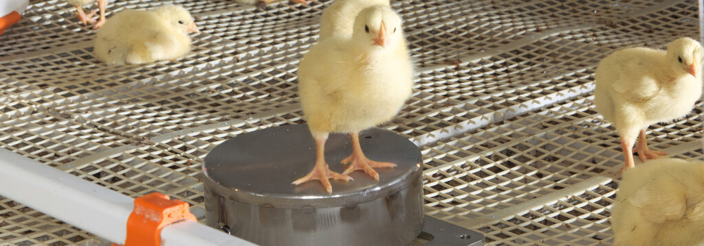 IncasCompact-1553x545