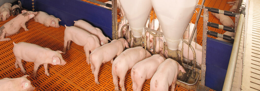 PicNic-Jumbo-1553x545