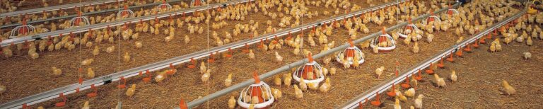 csm_Gefluegelmast-poultry-growing-Augermatic-Big-Dutchman_c97c0394e0