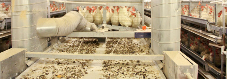 drive-manure-belt_1553x545