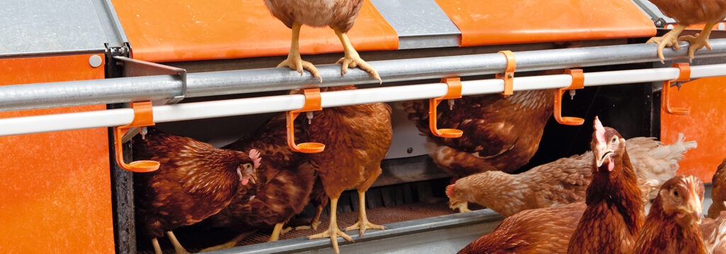 nipple-drinking_1553x545